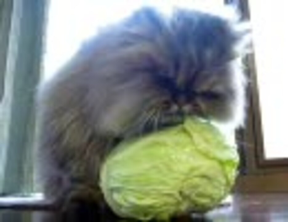 キャベツを食べる猫 ニコニコ動画