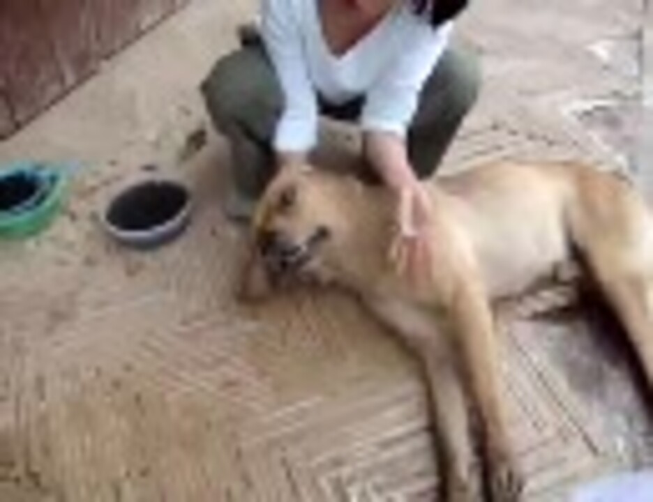 コロンビアで犬の大量中毒事件 ニコニコ動画