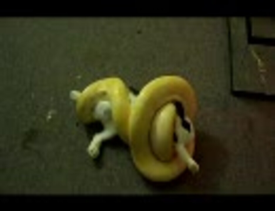 ウサギの変なポーズ アルビノパイソン ニコニコ動画