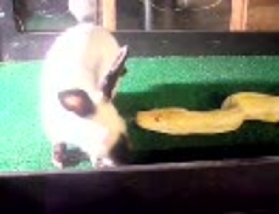 ウサギ 美しきヘビの糧となる アルビノパイソン ニコニコ動画