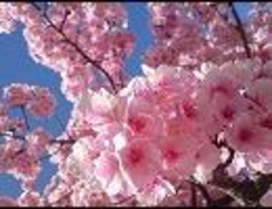 春 Spring ニコニコ動画