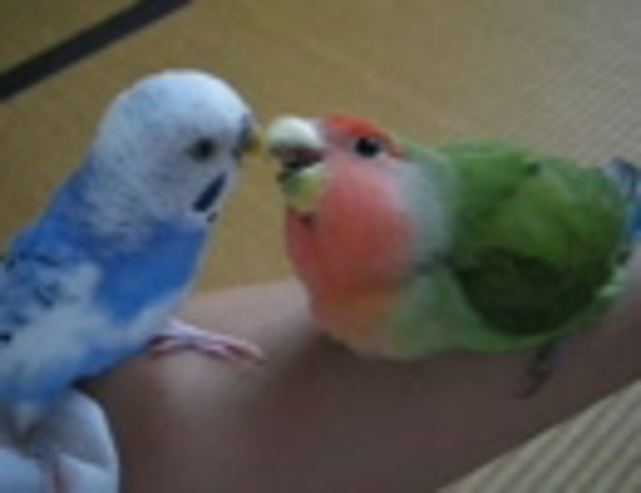 人気の こざくらいんこ 動画 474本 15 ニコニコ動画