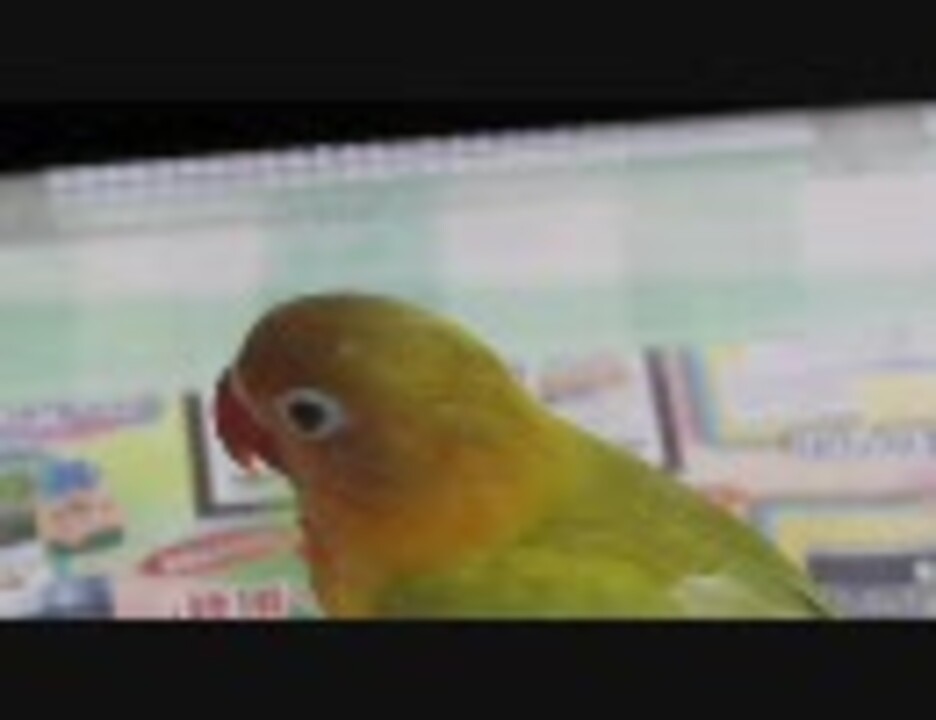 ウトウトするヤマブキボタンインコ ニコニコ動画