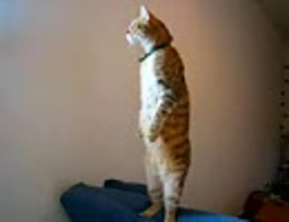 人気の 立つ猫 動画 10本 ニコニコ動画