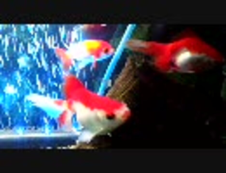 人気の アクアリウム 金魚 動画 465本 2 ニコニコ動画