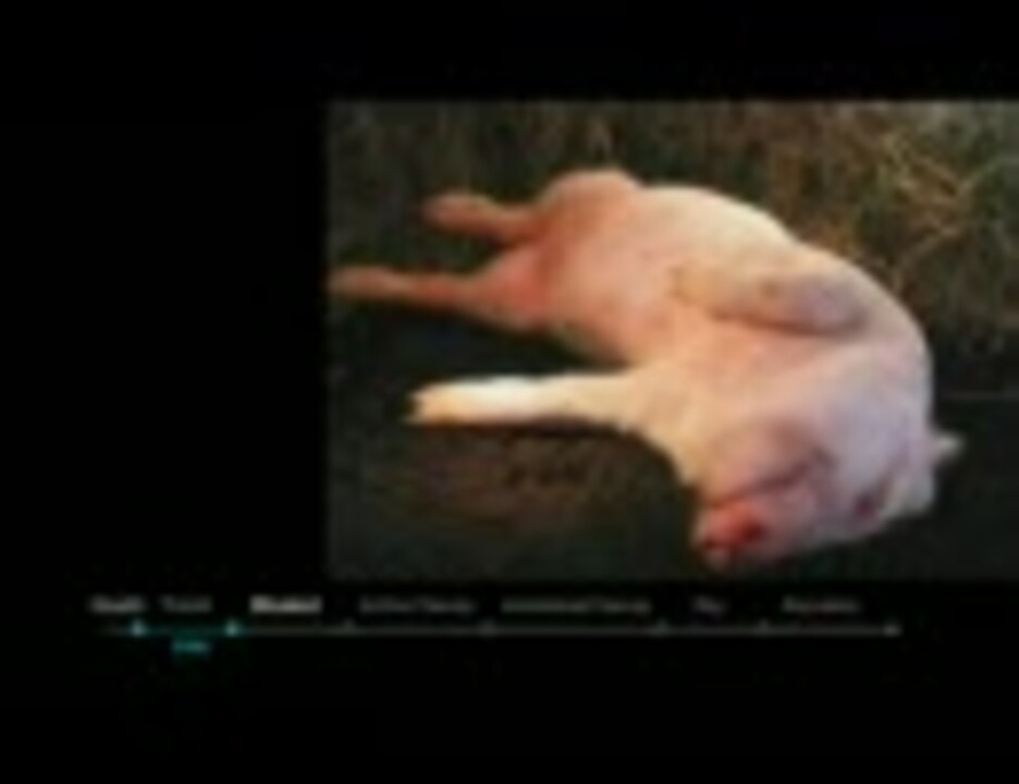 豚が腐敗して行く過程 グロ注意 ニコニコ動画