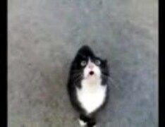 怒ってた猫が急に話しかけて来たけど、ネコ語だからわからない