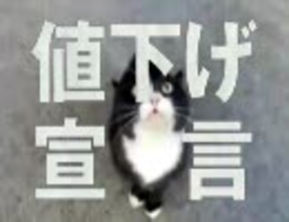 動画 の しゃべる 猫