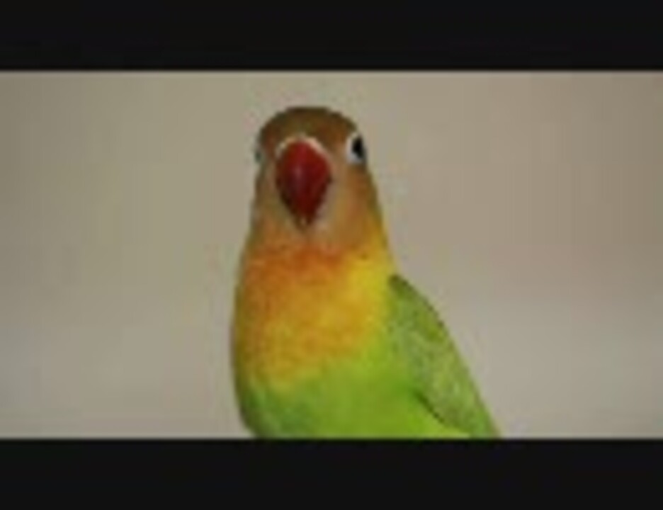 ビクビクするヤマブキボタンインコ ニコニコ動画