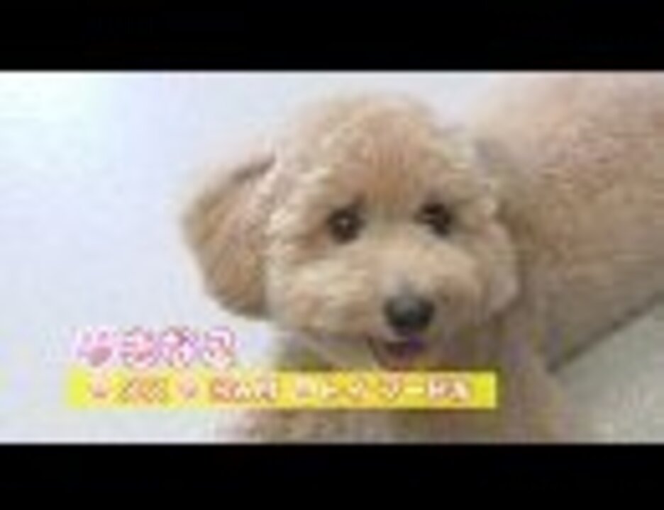 人気の トイプードル 動画 509本 ニコニコ動画