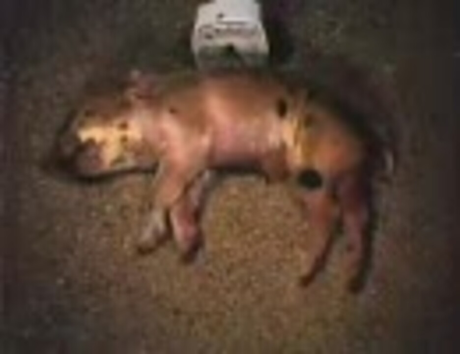 死んだ子豚が蛆によって分解される様子 ニコニコ動画