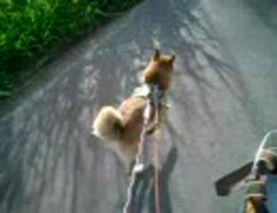 柴犬の自転車引き運動 ニコニコ動画
