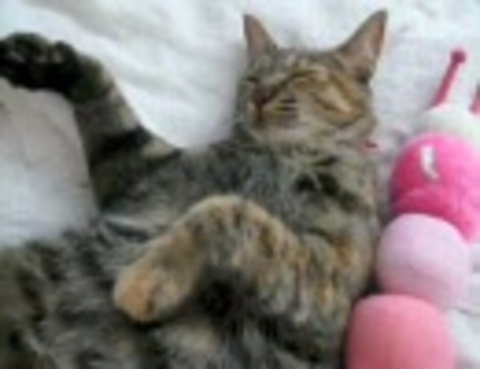 人気の 猫のリンナ 動画 10本 ニコニコ動画