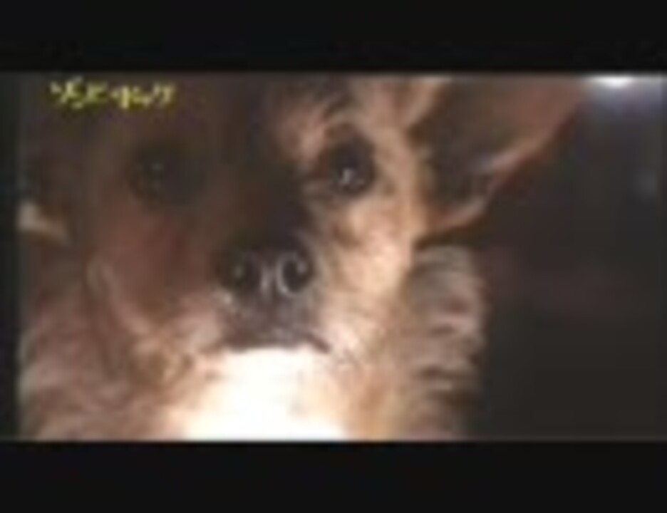 ゾンビ・ドッグ(2002) - ニコニコ動画