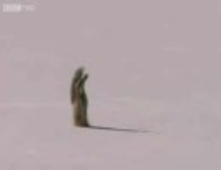 雪の中での狐の狩り ずぼっ ニコニコ動画