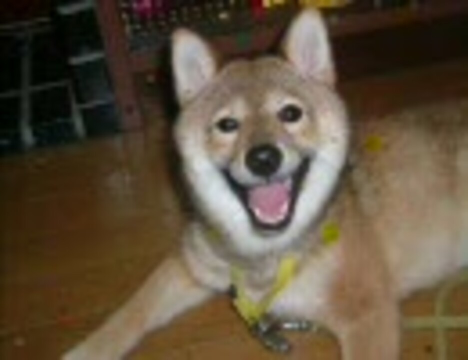 笑う犬 あはは ニコニコ動画