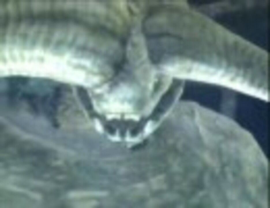 人気の ナバルデウス 動画 77本 3 ニコニコ動画
