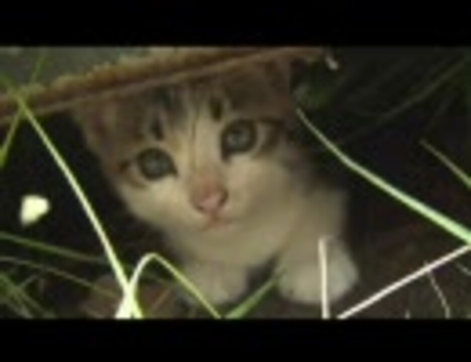 物置下の子猫とアイコンタクト成功＆物置下盗撮