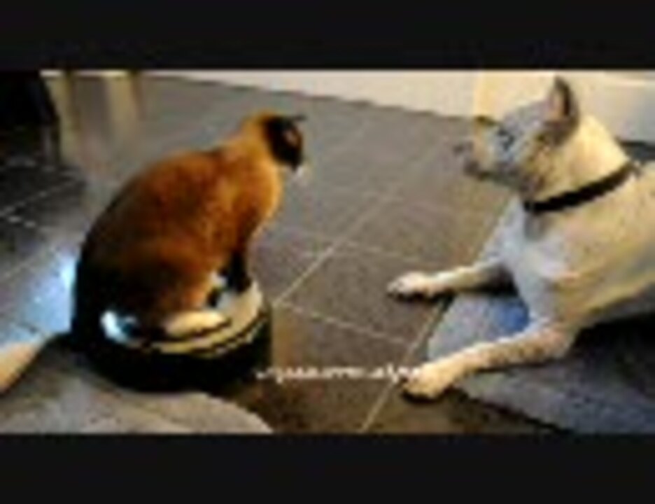 お掃除ロボットルンバに乗って犬に奇襲をかける猫 ニコニコ動画