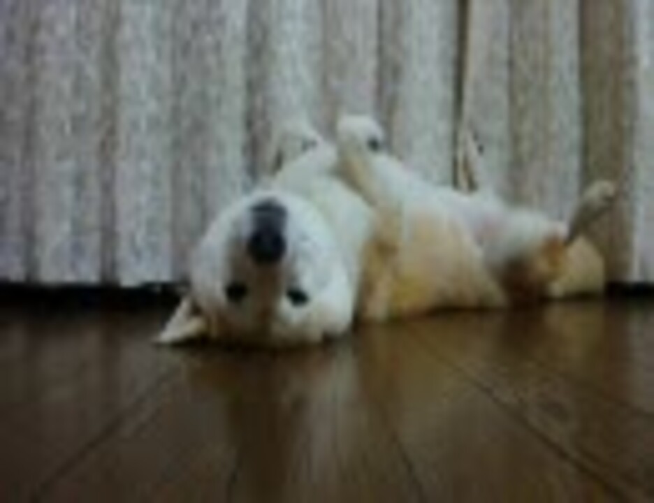 ころがる柴犬をこちょこちょしまくる ニコニコ動画