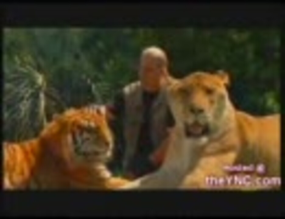 ライオンとトラの合いの子 ライガーの動画 ニコニコ動画