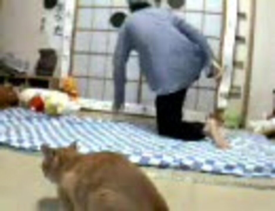 人気の 動物 ニコ生 動画 425本 10 ニコニコ動画