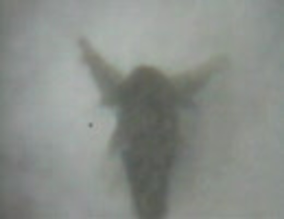 人気の ホウネンエビ 動画 10本 ニコニコ動画