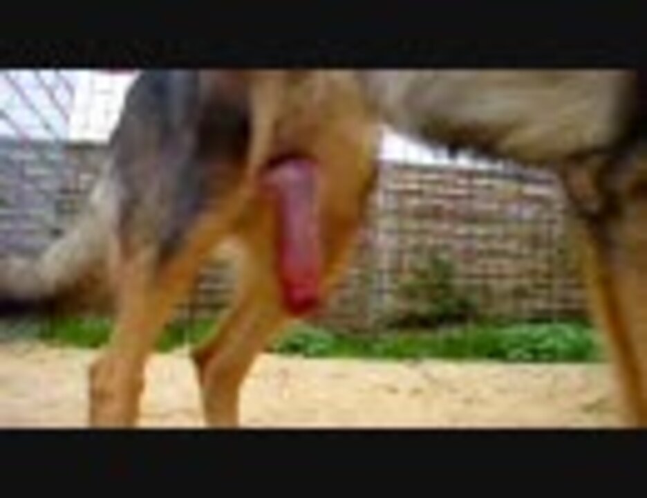 犬のフル勃起 巨根 再うｐ ニコニコ動画