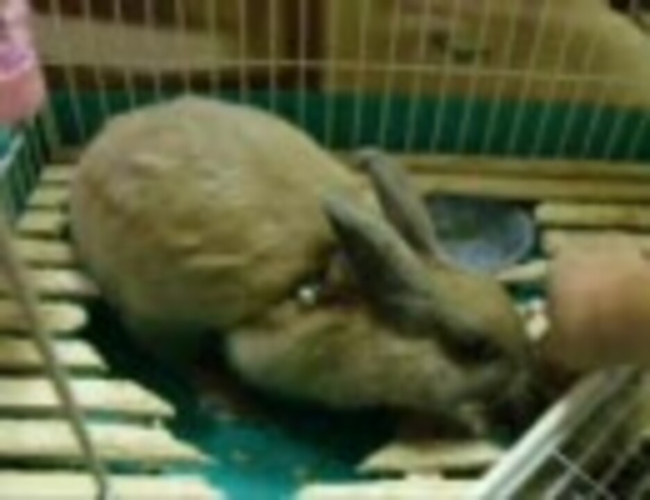 パンチしてくるうさぎです ニコニコ動画