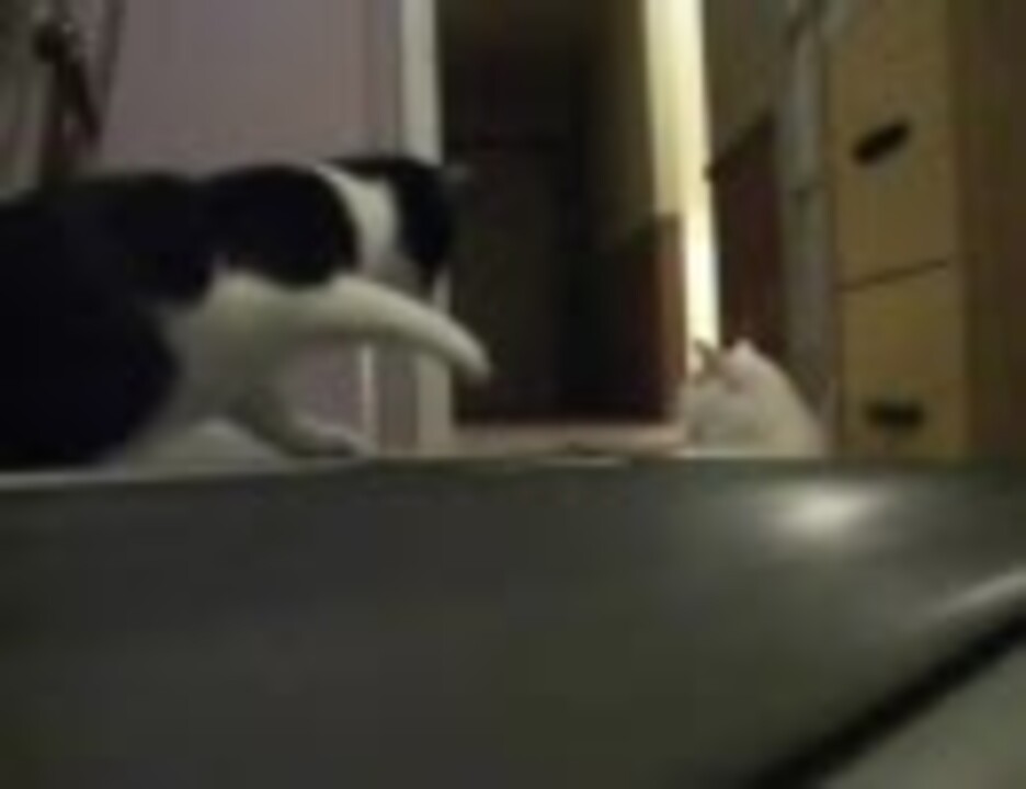 ねこ Vs ランニングマシン ニコニコ動画