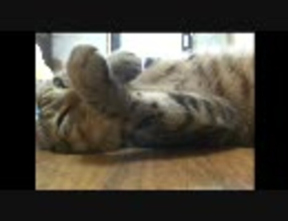 最高かつ最も包括的なアンビリーバボー 動物 最高の動物画像