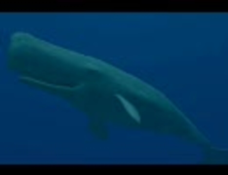 フォーエバーブルー海の呼び声 画像集 ニコニコ動画