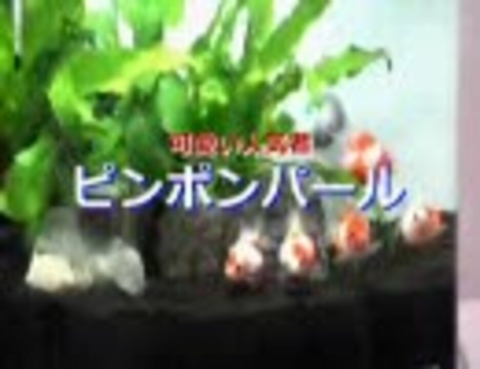 ピンポンパール飼育セット ニコニコ動画