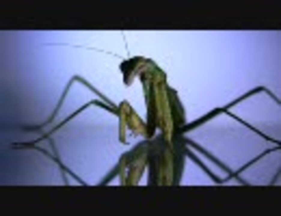 人気の 自然 カマキリ 動画 60本 2 ニコニコ動画