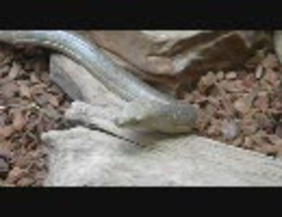 ヨーロッパヘビトカゲ Ophisaurus Apodus Sheltopusik ニコニコ動画
