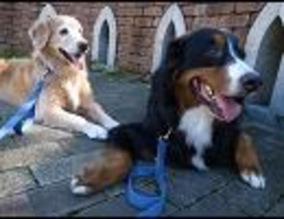 人気の Eos 動画 407本 9 ニコニコ動画