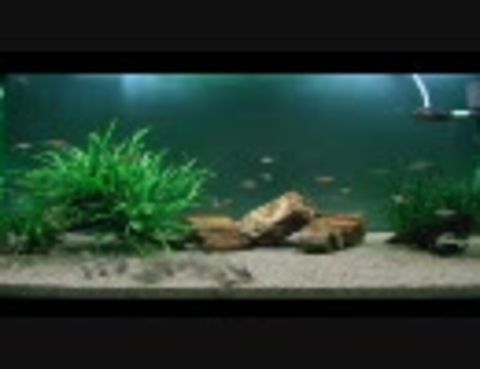 人気の アクアリウム 熱帯魚 動画 1 411本 9 ニコニコ動画