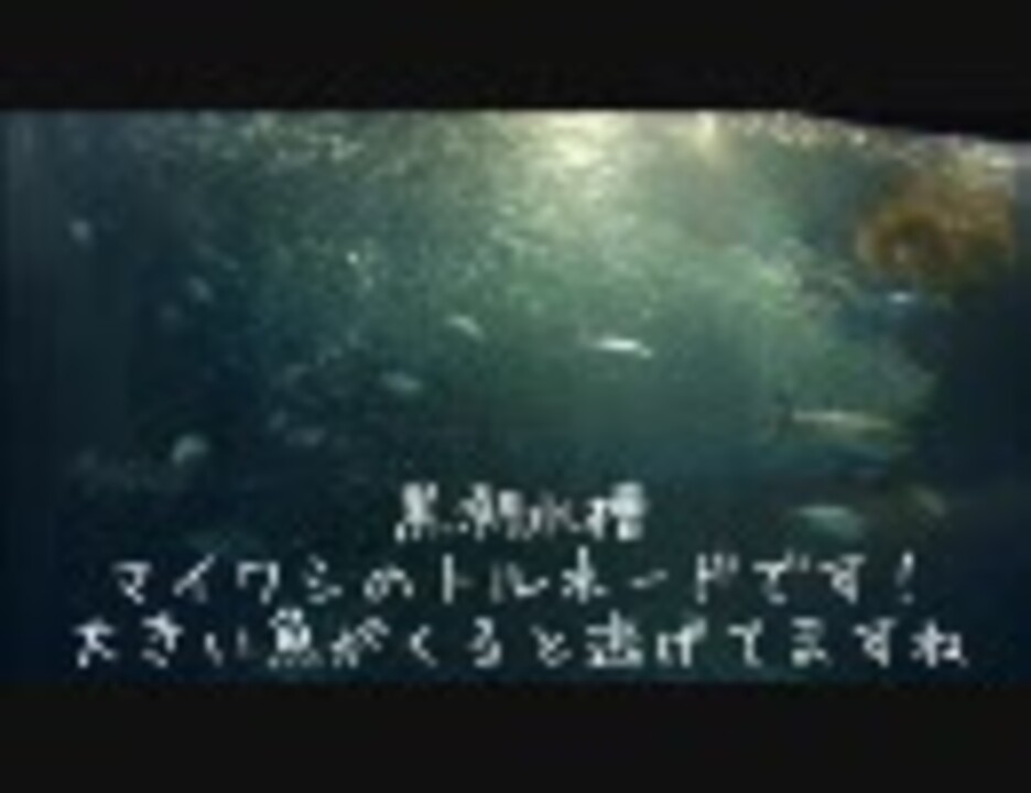 愛知 名古屋港水族館に行ってみた 水族館 ニコニコ動画