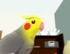 【MMD】ひたすらインコと戯れる初音ミクさん・修正版