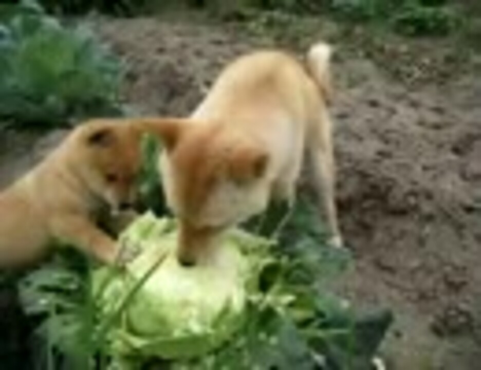 キャベツ犬 ニコニコ動画