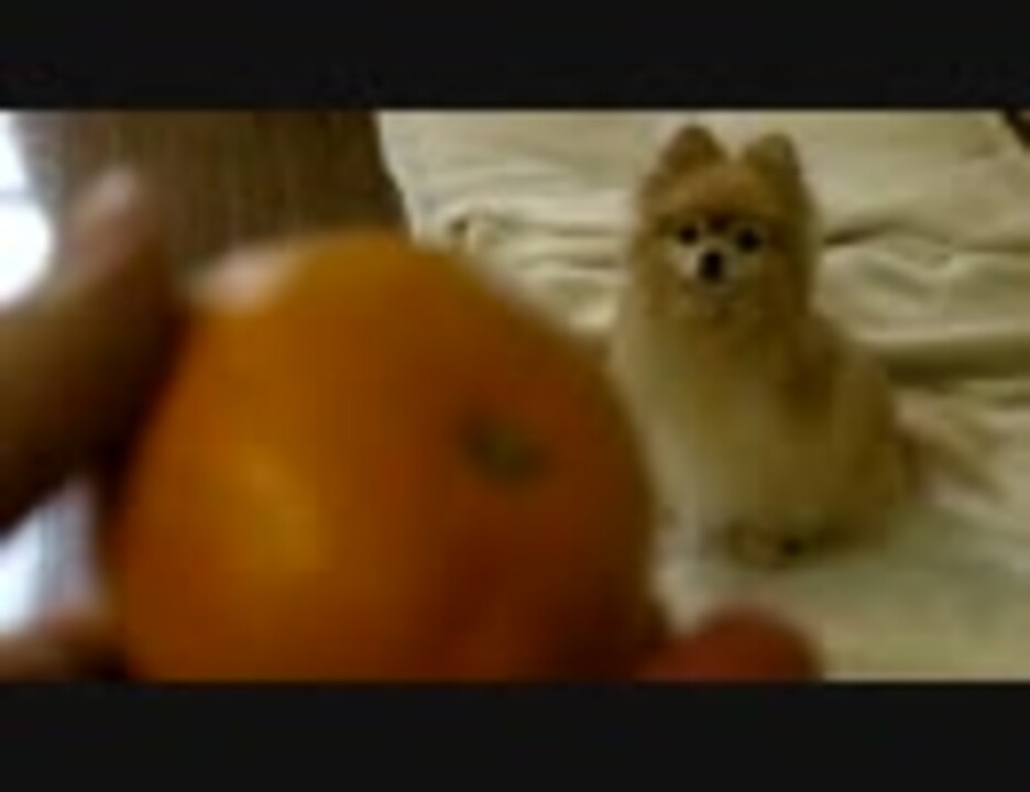 みかんをクンカクンカ くせえ 犬 ニコニコ動画
