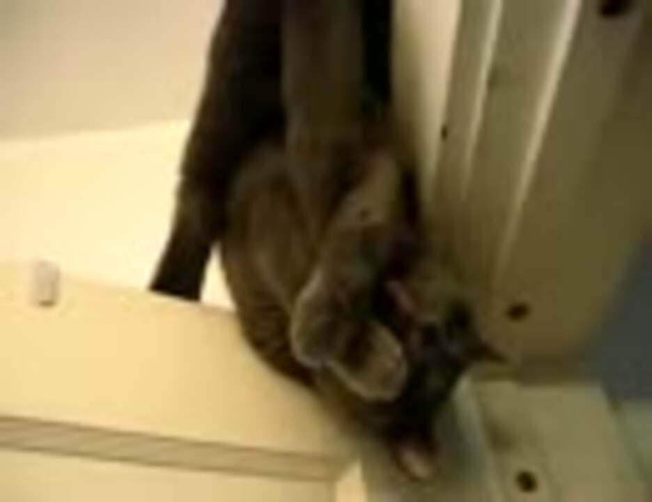 人気の こうもり猫 動画 2本 ニコニコ動画