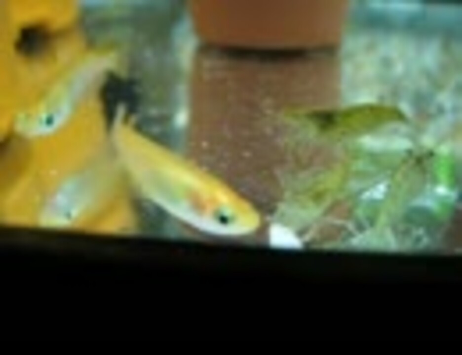 お米を食べるミナミヌマエビとメダカ ニコニコ動画