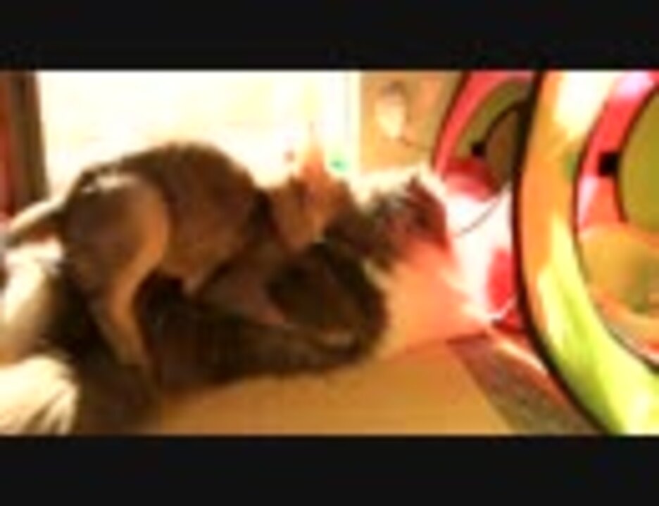 人気の 動物 交尾 動画 337本 2 ニコニコ動画