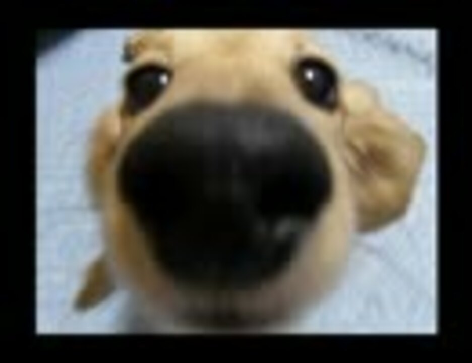 人気の 犬 動画 19 084本 4 ニコニコ動画