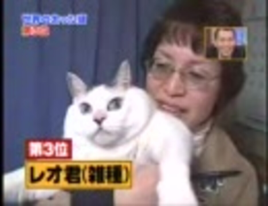 世界のデブ猫best3 ニコニコ動画