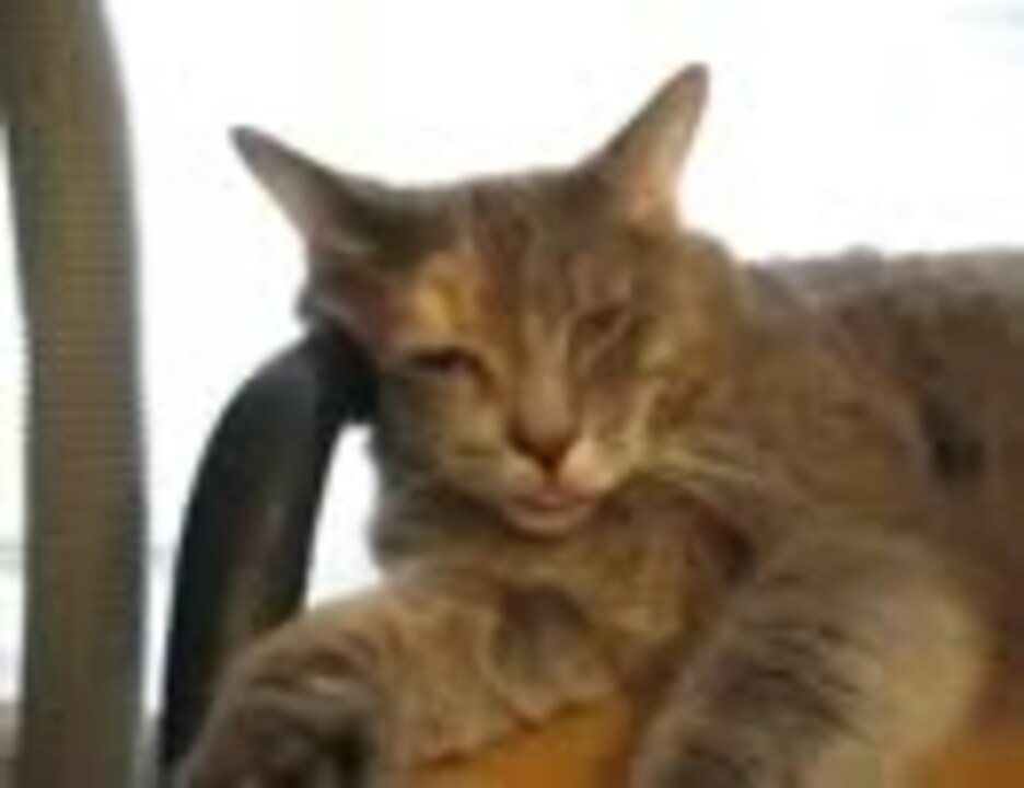 白目で寝て体ピクピクする猫 ニコニコ動画