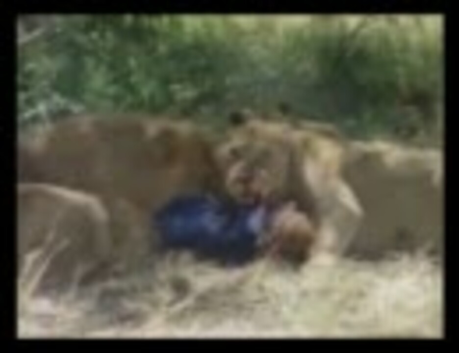 グレートハンティング ライオンが人を襲う ニコニコ動画
