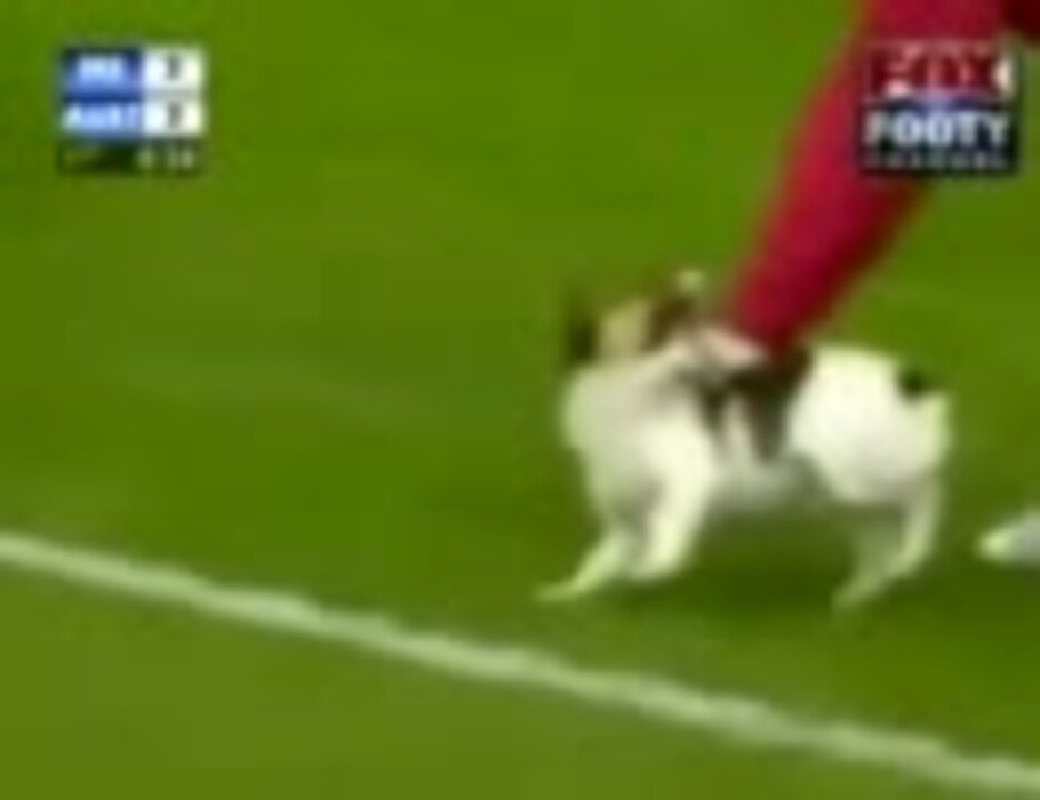 犬がフットボールの試合に乱入しても試合続行 ニコニコ動画