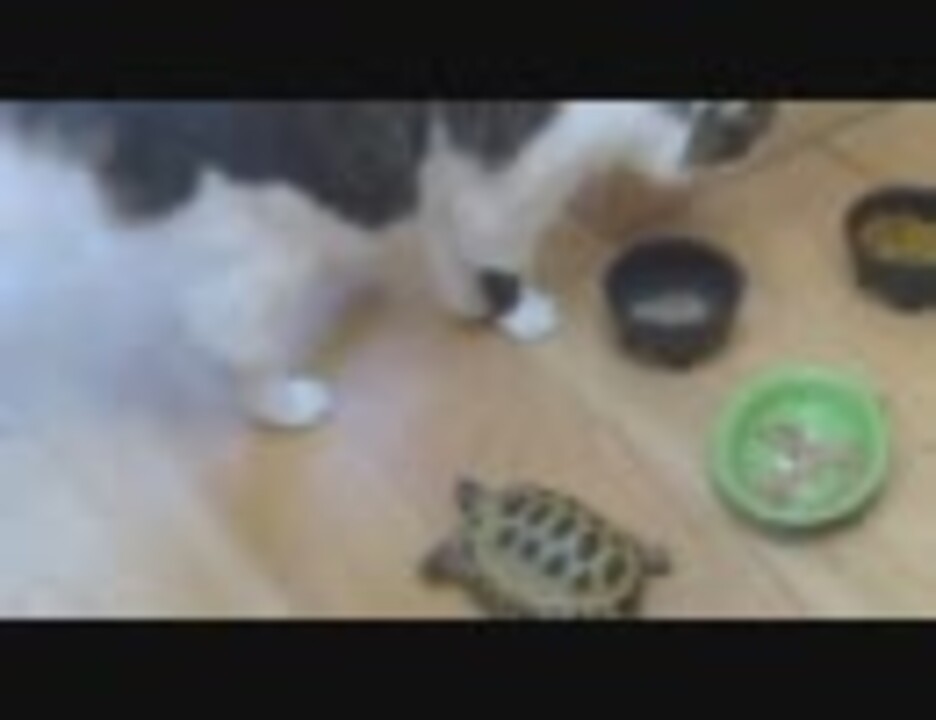人気の ｶﾒ 動画 543本 7 ニコニコ動画